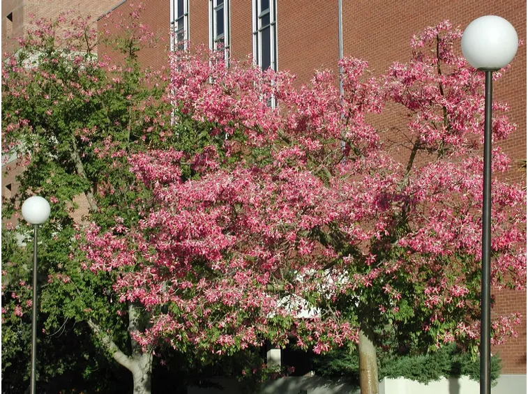 Chorisia speciosa giardino