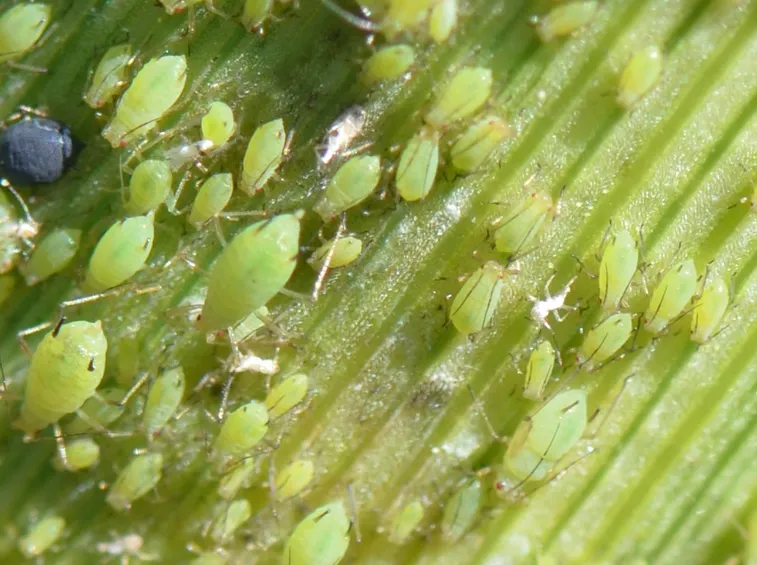 Infestazione afidi verdi