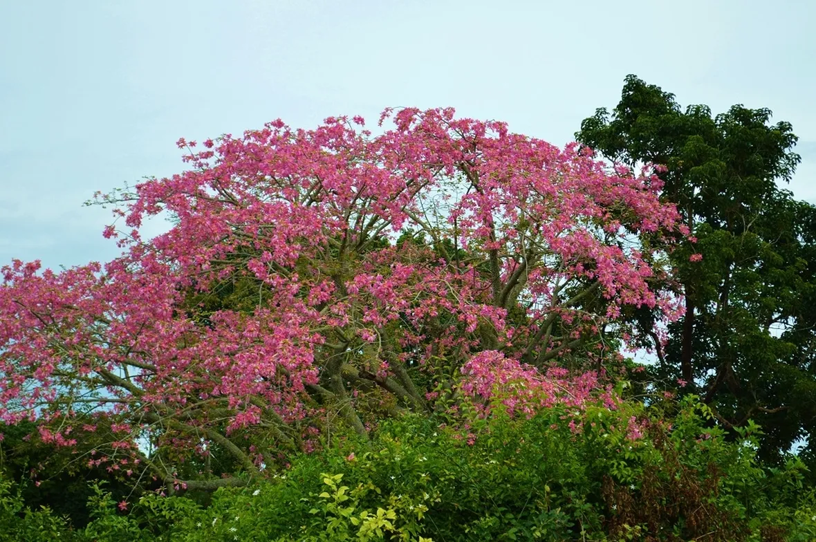 Chorisia speciosa