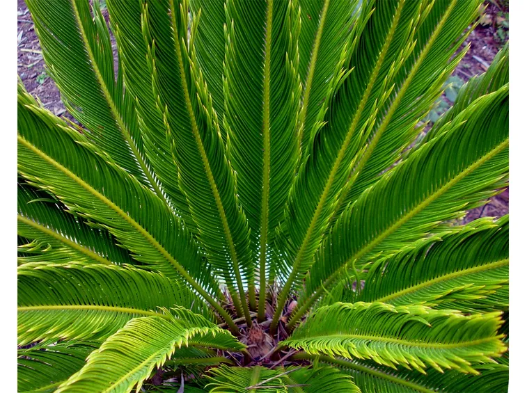Cicas pianta
