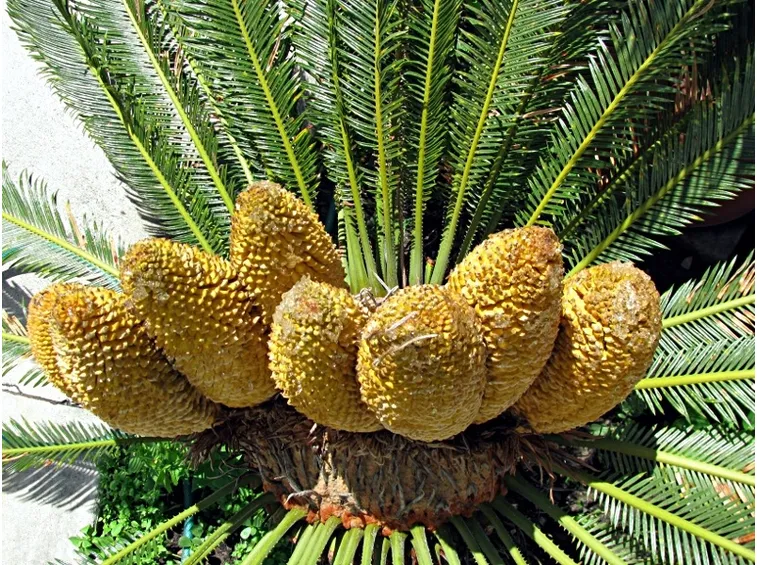 Cycas pianta