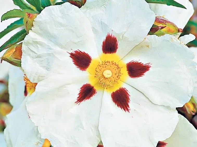 fiore
