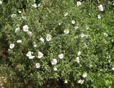 Il Cistus