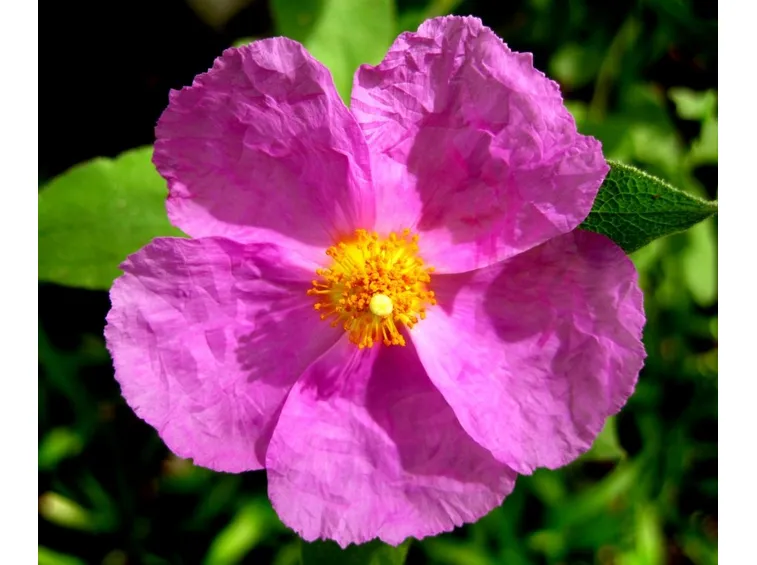 Cistus fiore