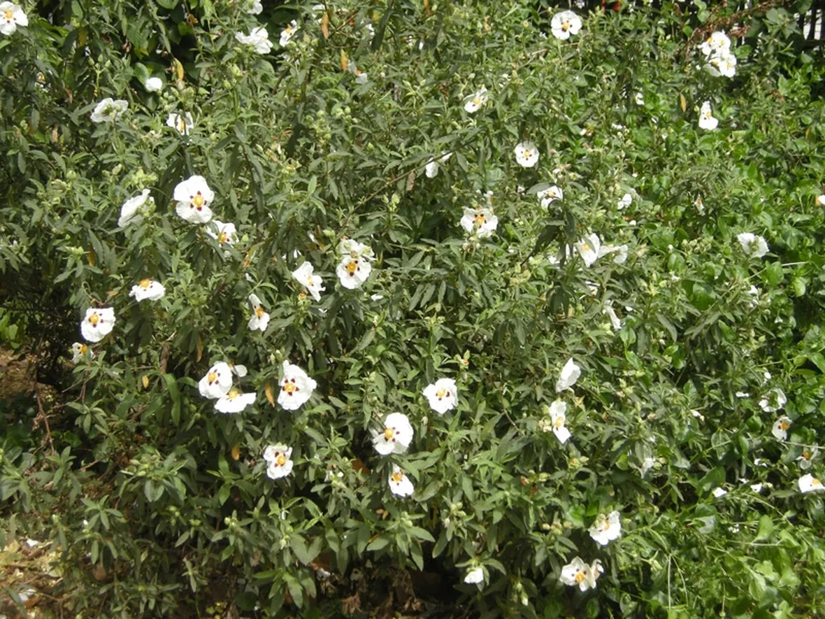 Il Cistus