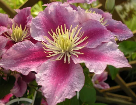 La Clematis piilu