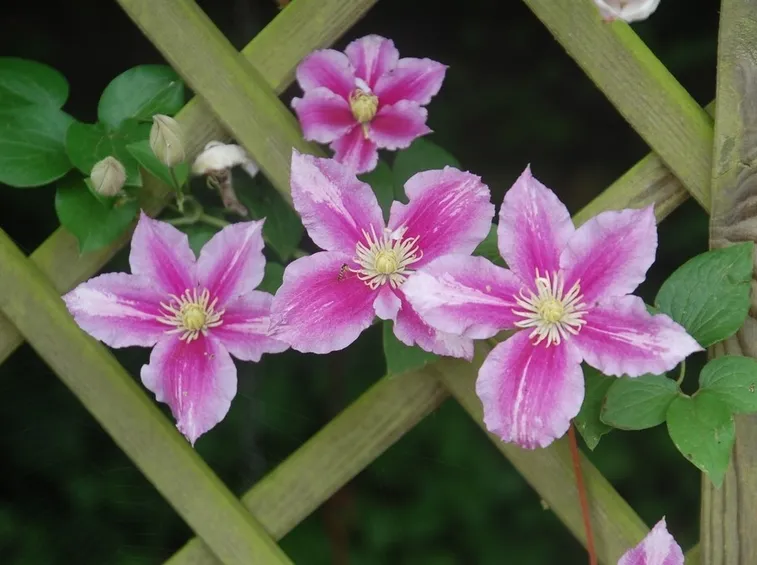 La Clematis piilu in giardino