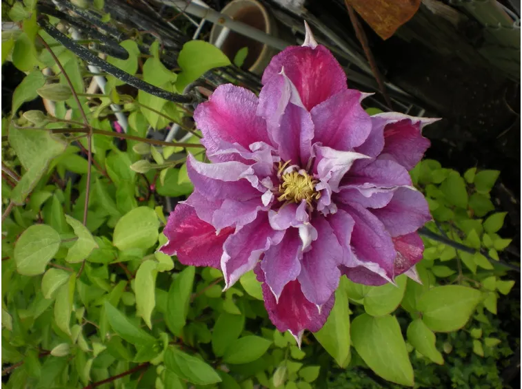 La Clematis piilu in fiore