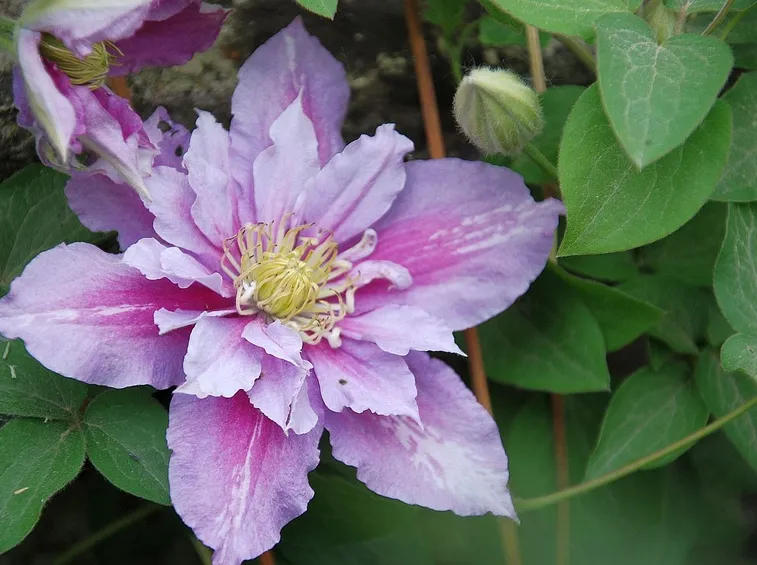 La Clematis piilu in habitat