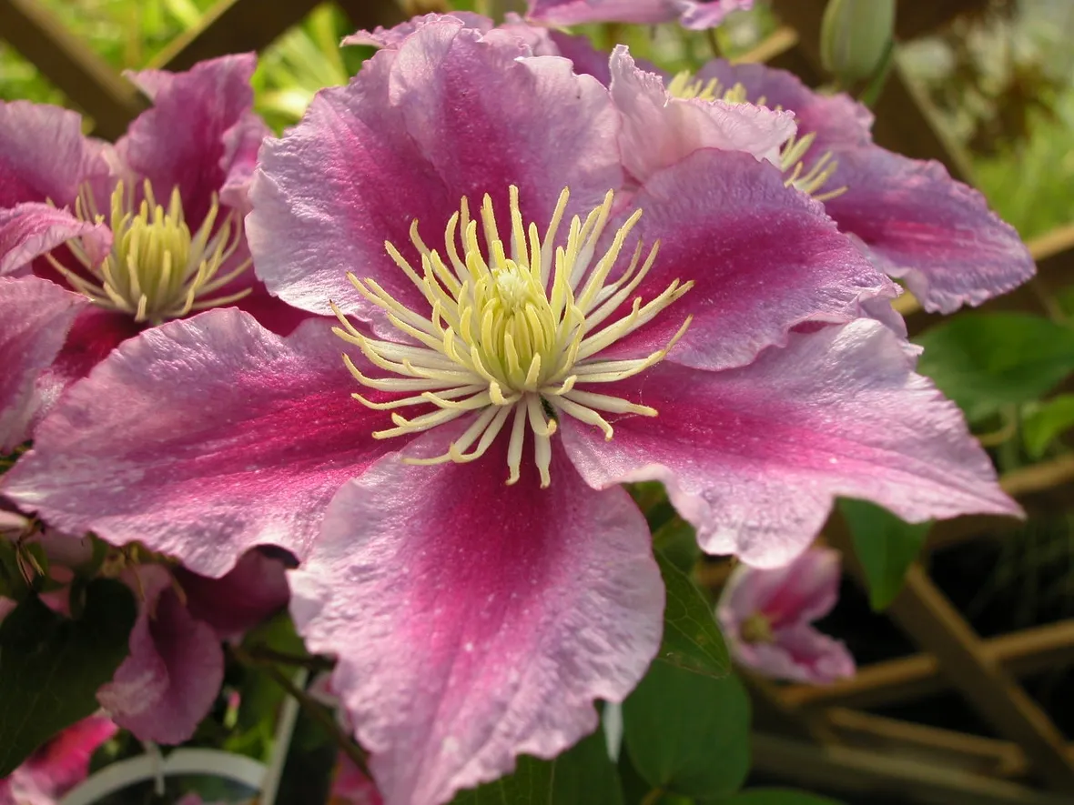 La Clematis piilu