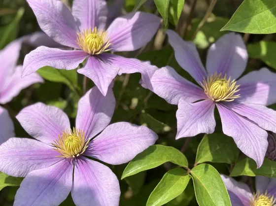 Fiore clematis