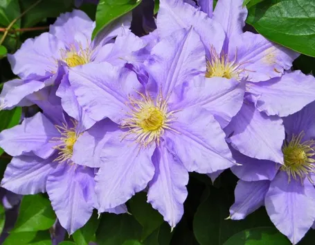 Fiore clematis