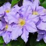 Fiore clematis