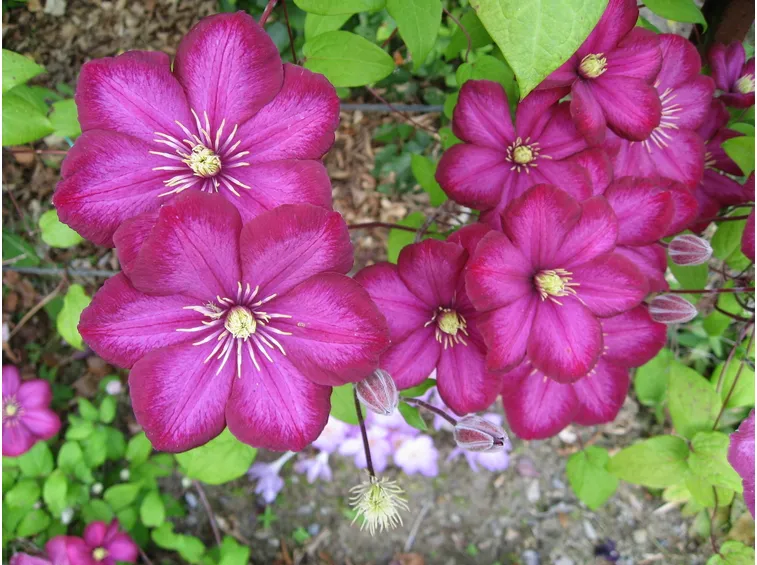 Fiori clematide