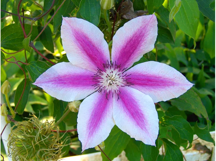 Pianta clematis