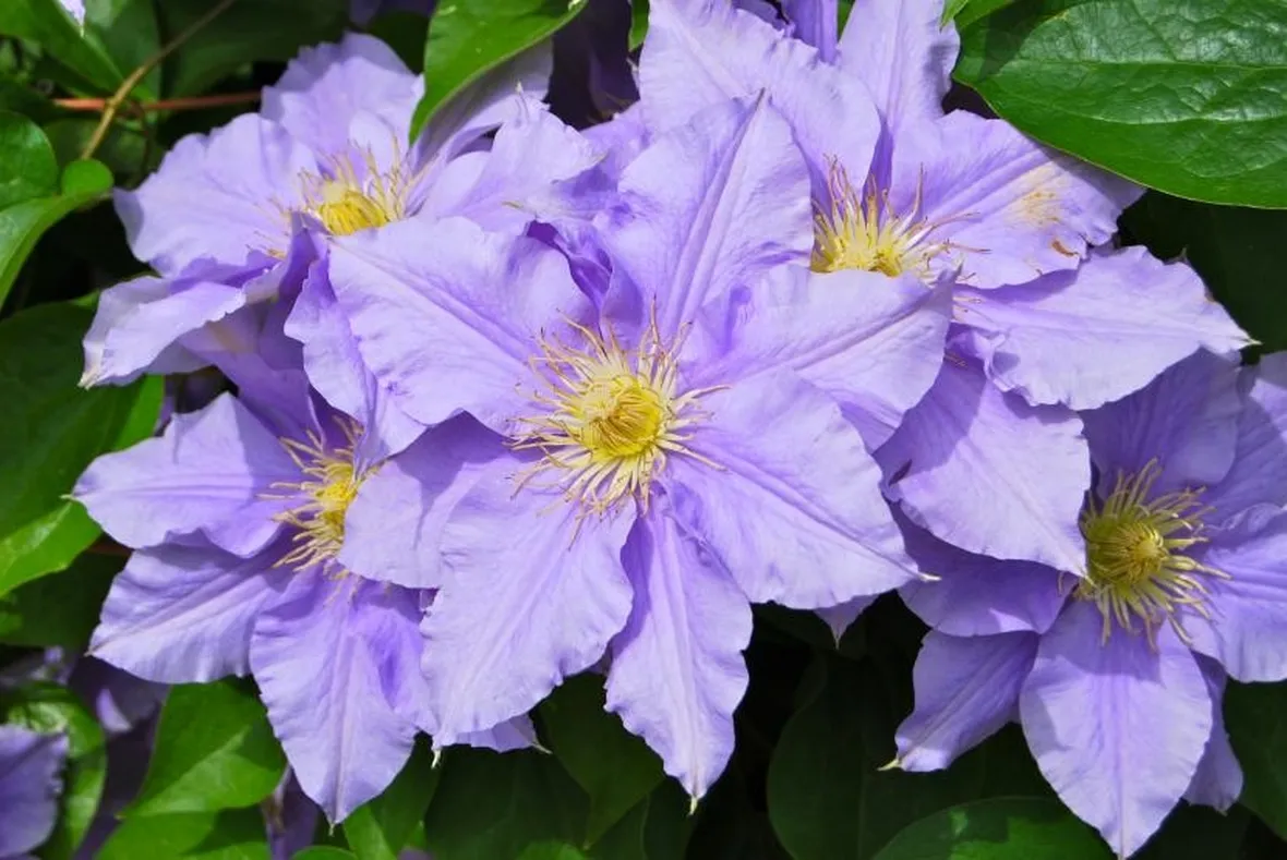 Fiore clematis