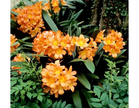 Fiori clivia