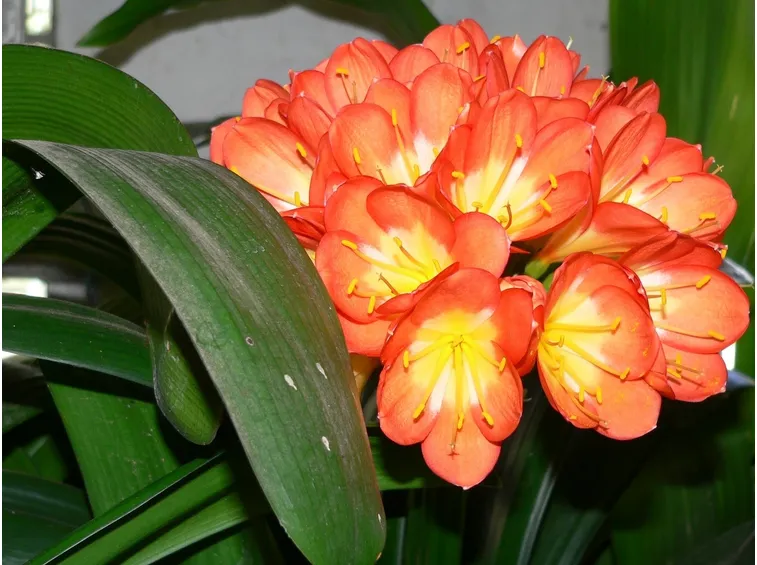 Fiori di clivia da vicino