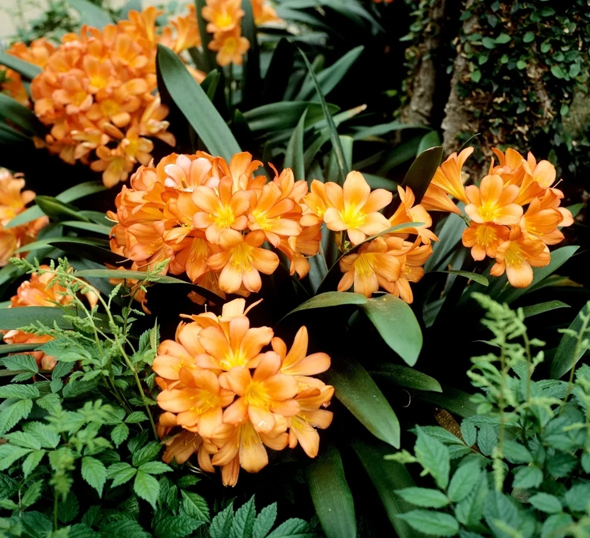 Fiori clivia