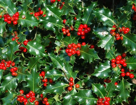 Agrifoglio bacche rosse