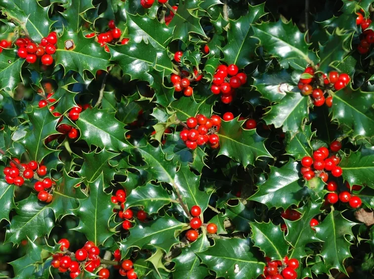 Agrifoglio bacche rosse