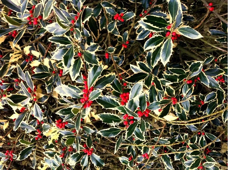 Agrifoglio fogliame