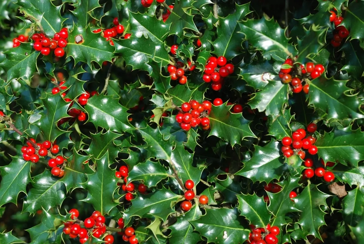 Agrifoglio bacche rosse