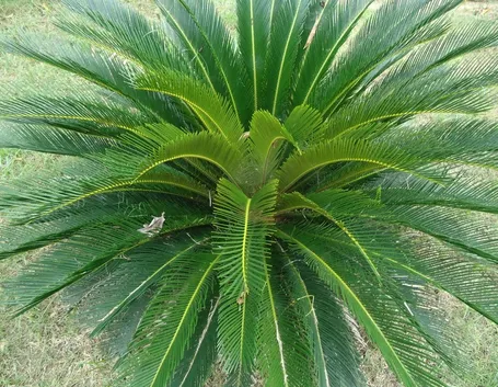 Esemplare Cycas adulto