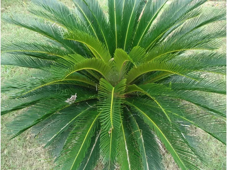 Esemplare Cycas adulto