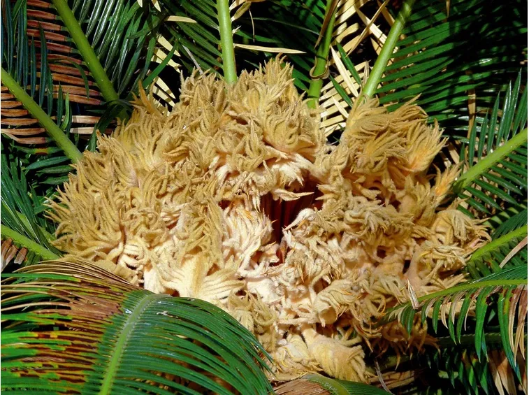 Fioritura Cycas