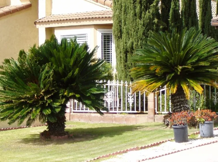 Cycas sviluppo