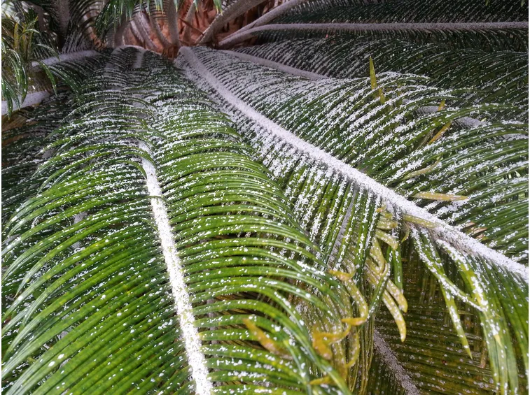 Cycas cocciniglia