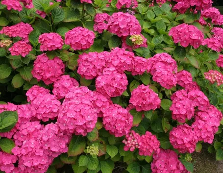 Fiori di ortensia rosa