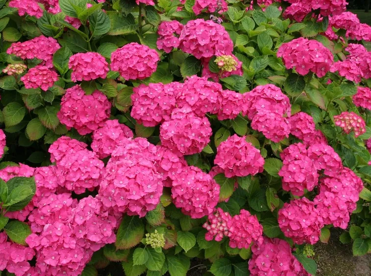 Fiori di ortensia rosa