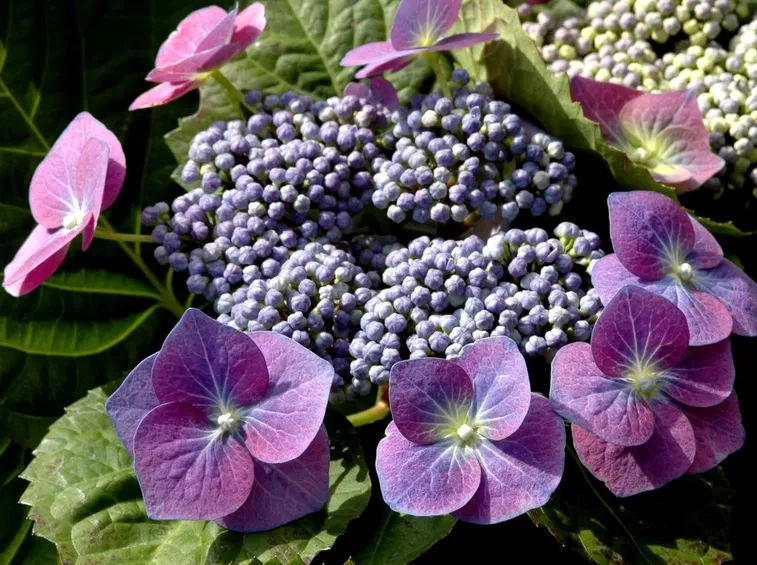 Fiori di ortensia violetti