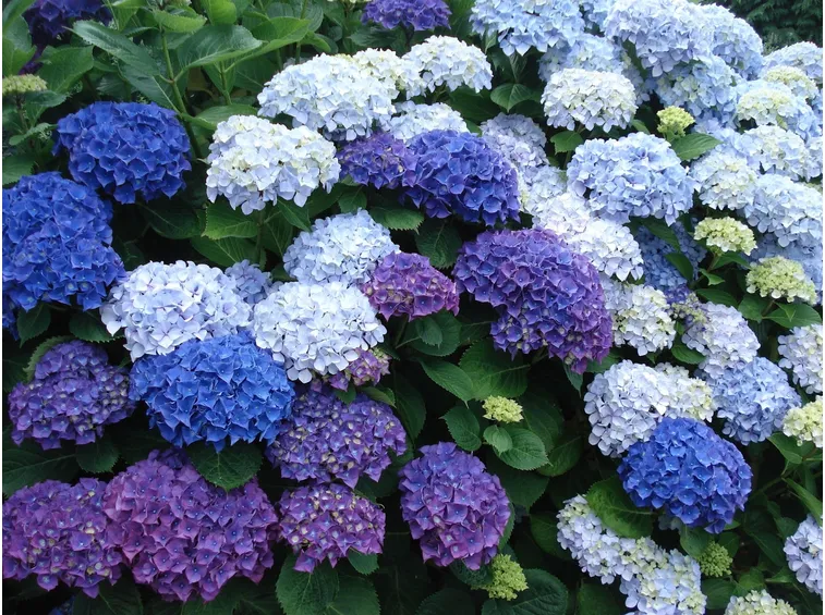 Fiori di ortensie blu