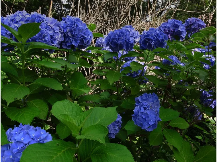 Cespuglio di ortensie blu