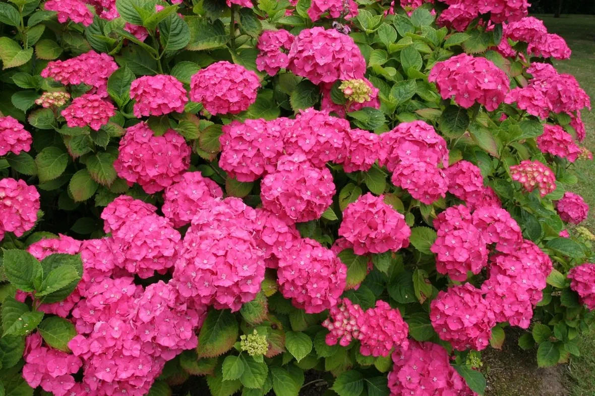 Fiori di ortensia rosa