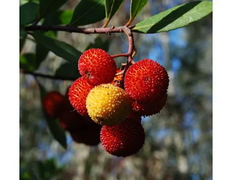 Pianta del corbezzolo