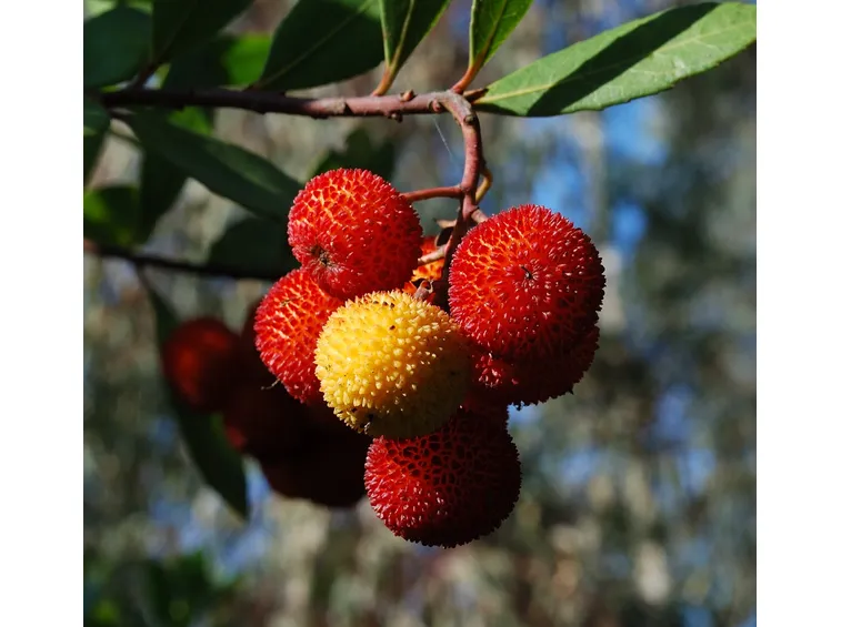 Pianta del corbezzolo
