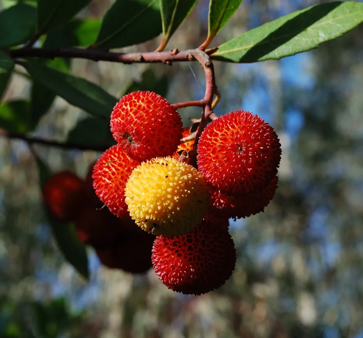 Pianta del corbezzolo