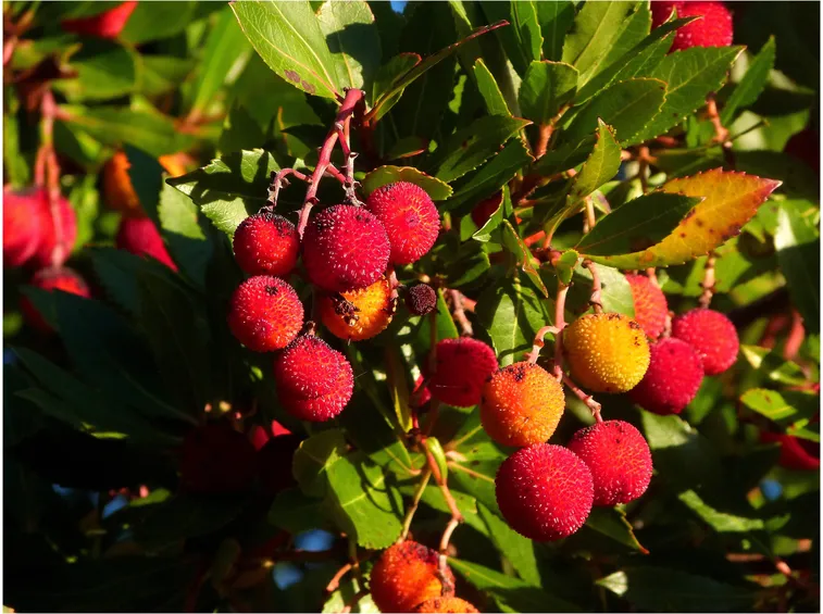 Frutti Corbezzolo
