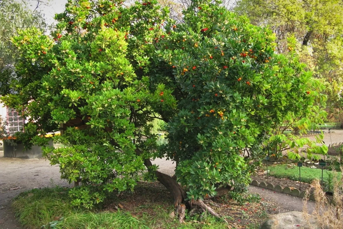 Arbusto Corbezzolo