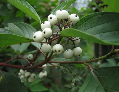 Frutti cornus alba