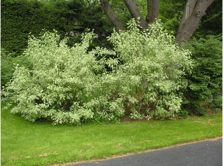Cespugli corniolo