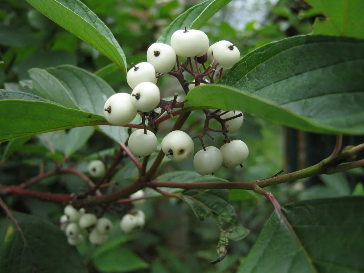Frutti cornus alba