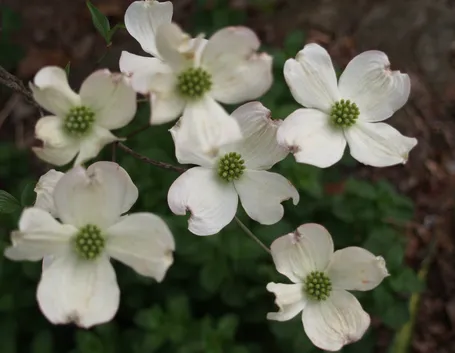 Dettaglio infiorescenze del Cornus florida.