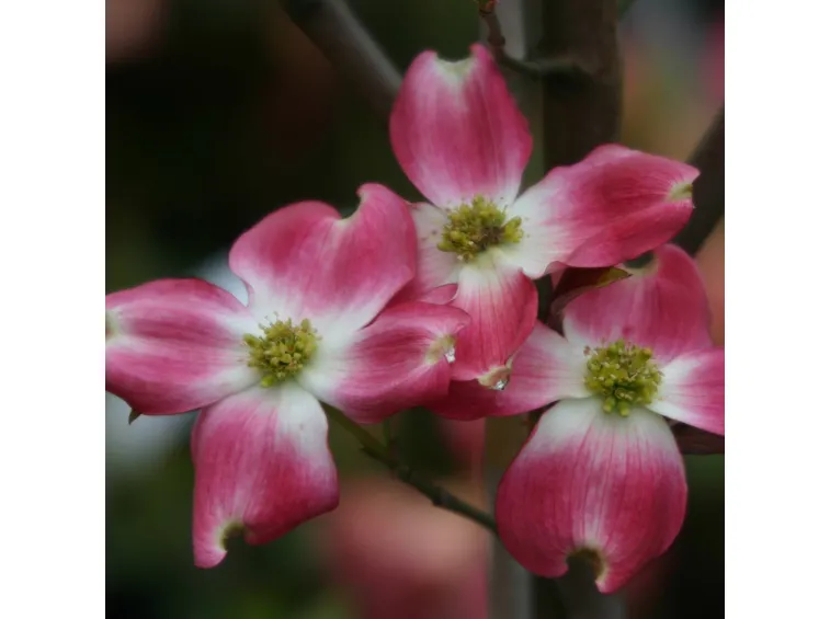 Cornus florida durante l’attività vegetativa.