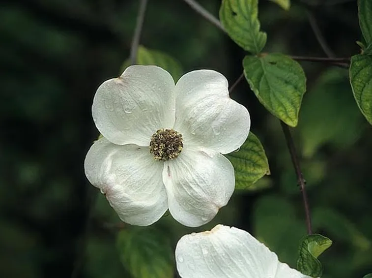 Dettaglio pianta di Cornus florida.