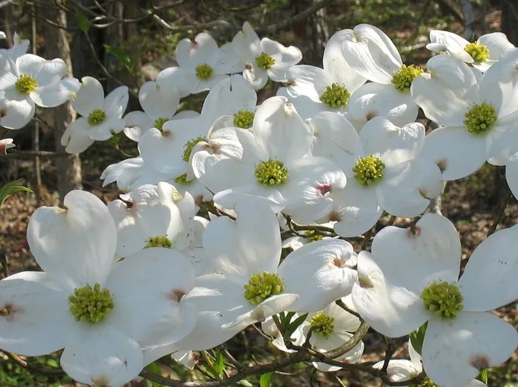 Infiorescenze Cornus florida in salute.